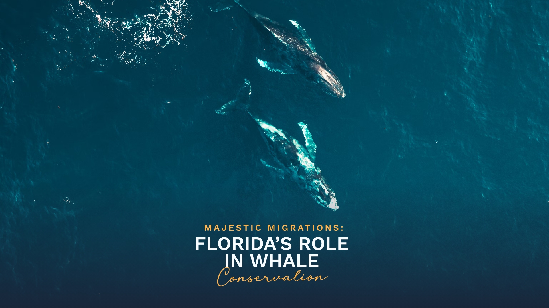 Prime Luxury Rentals - Majestic Migrations: Florida’s Role in Whale Conservation