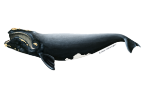 Prime Luxury Rentals - Understanding North Atlantic Right Whales