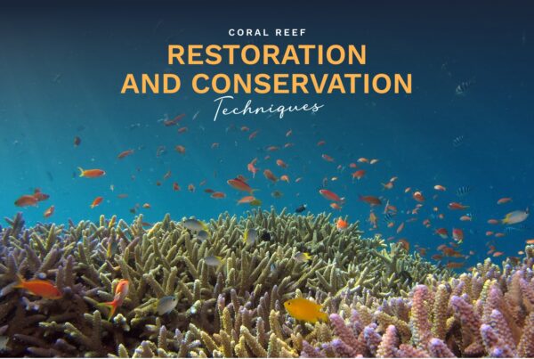 Prime Luxury Rentals - Coral Reef Restoration and Conservation Techniques