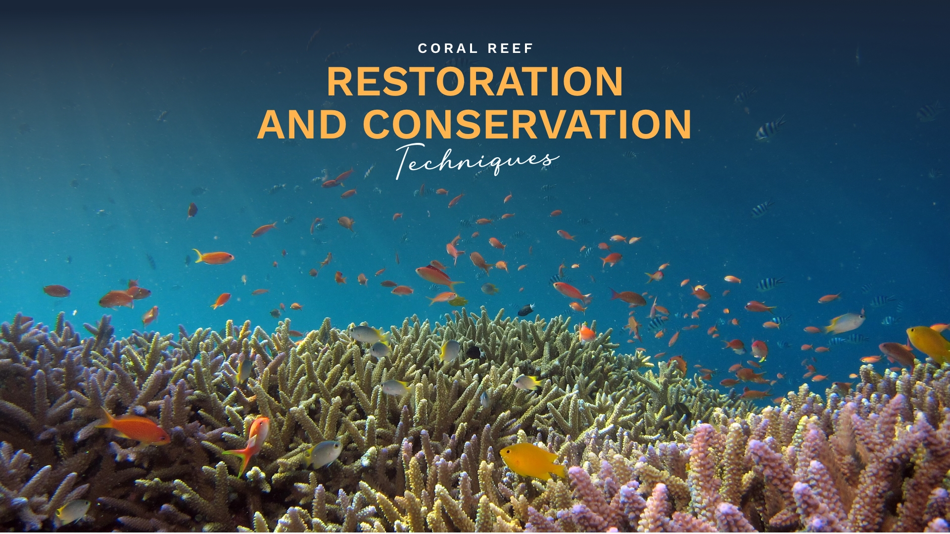 Prime Luxury Rentals - Coral Reef Restoration and Conservation Techniques