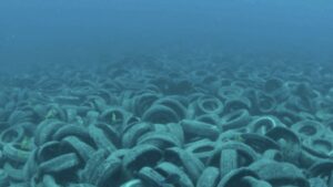 Coral Reef Restoration - Osborne Reef