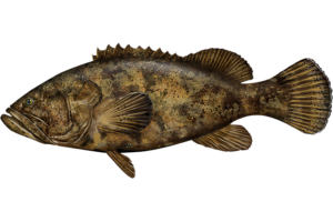 Coral Reef Restoration - Atlantic Goliath Grouper. Epinephelus itajara