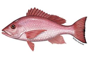 Coral Reef Restoration - Red Snapper. Lutjanus campechanus