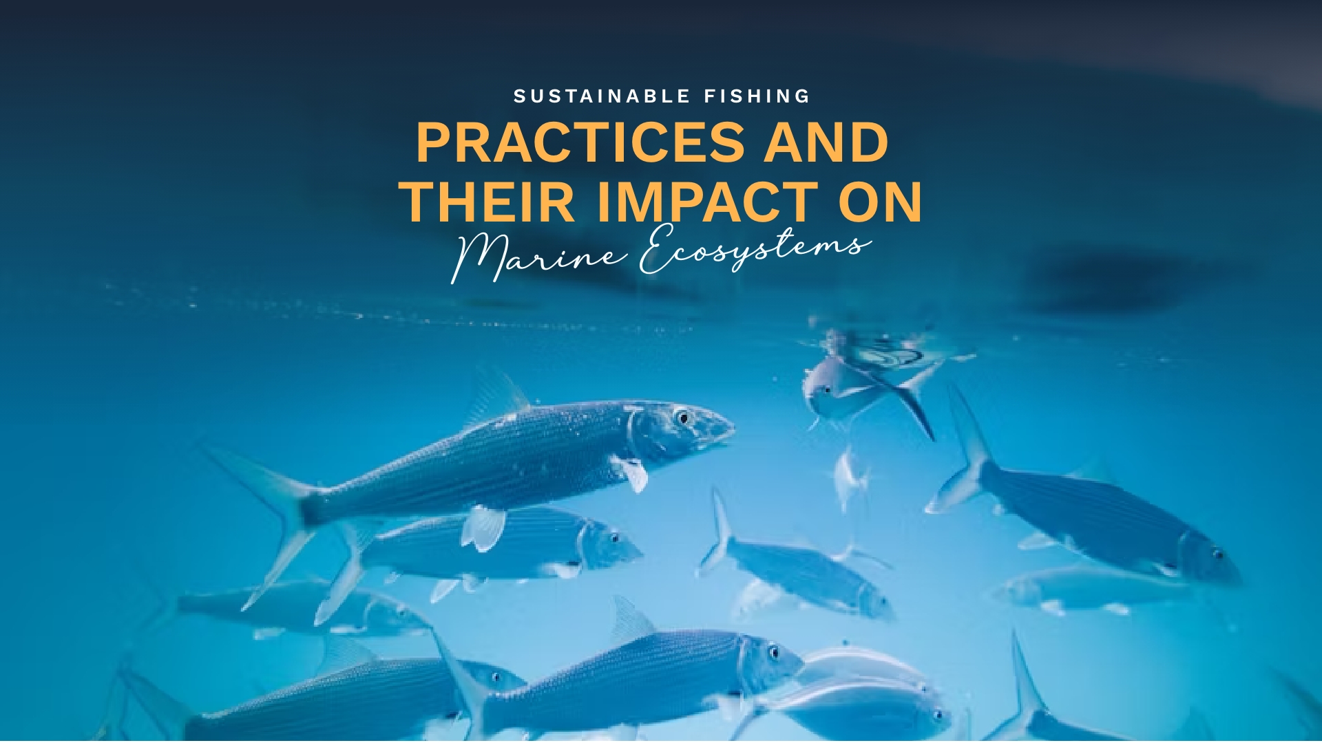 Prime Luxury Rentals - Sustainable Fishing Practices and Their Impact on Marine Ecosystems