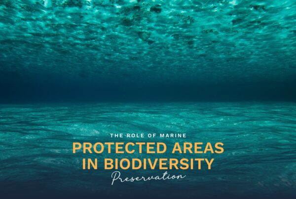 Prime Luxury Rentals - The Role of Marine Protected Areas in Biodiversity Preservation