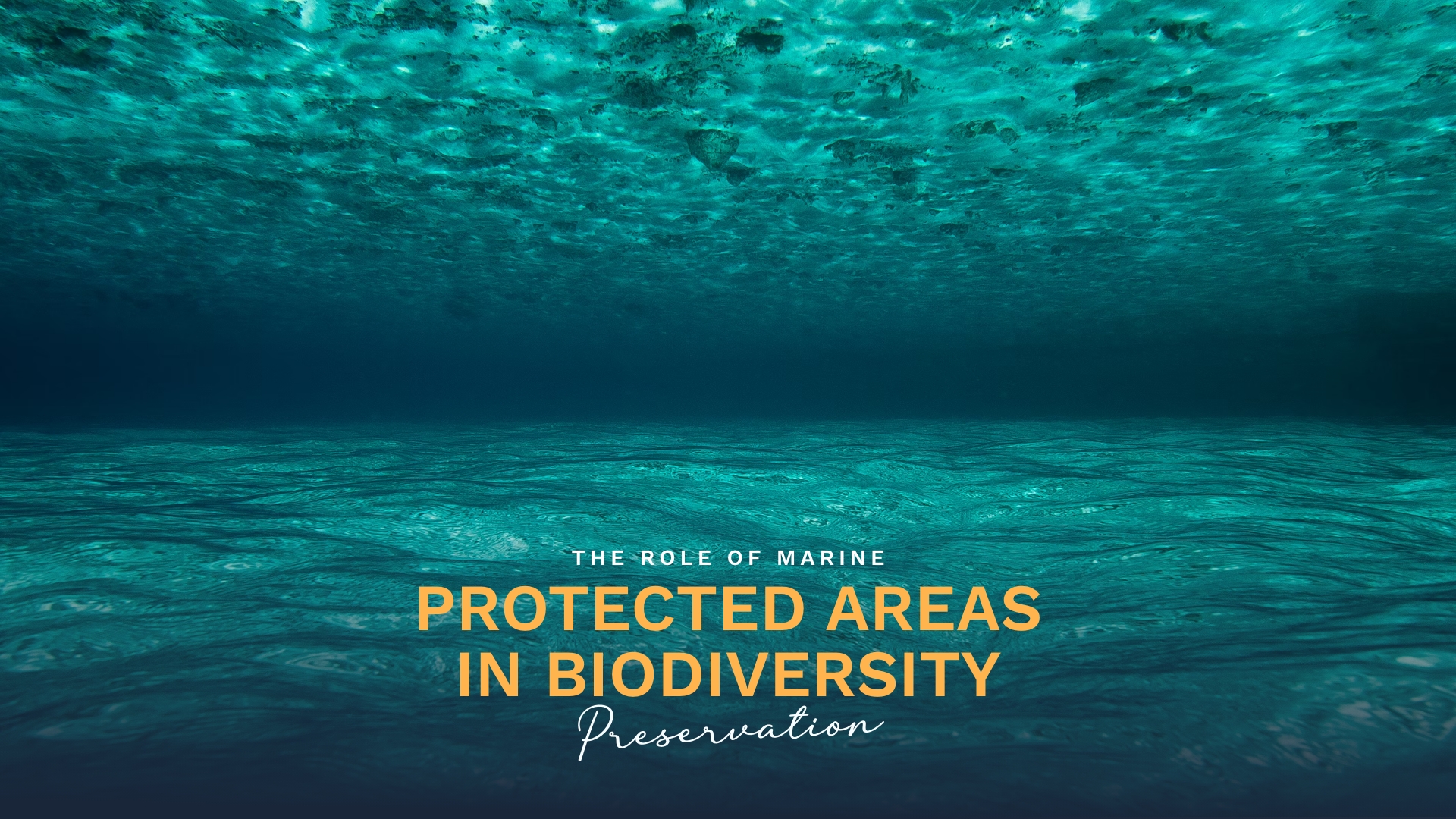 Prime Luxury Rentals - The Role of Marine Protected Areas in Biodiversity Preservation