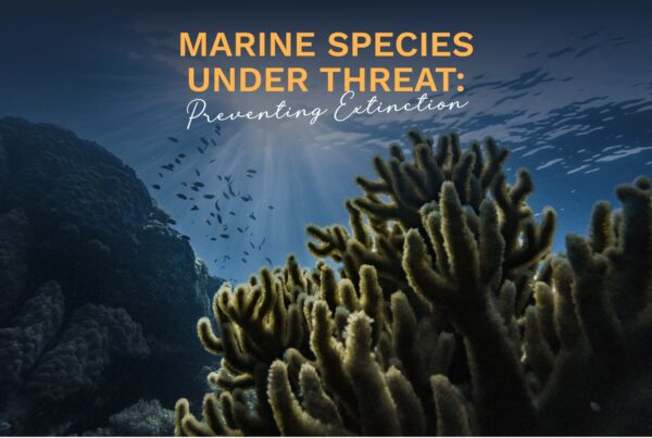 Prime Luxury Rentals - Marine Species Under Threat: Preventing Extinction
