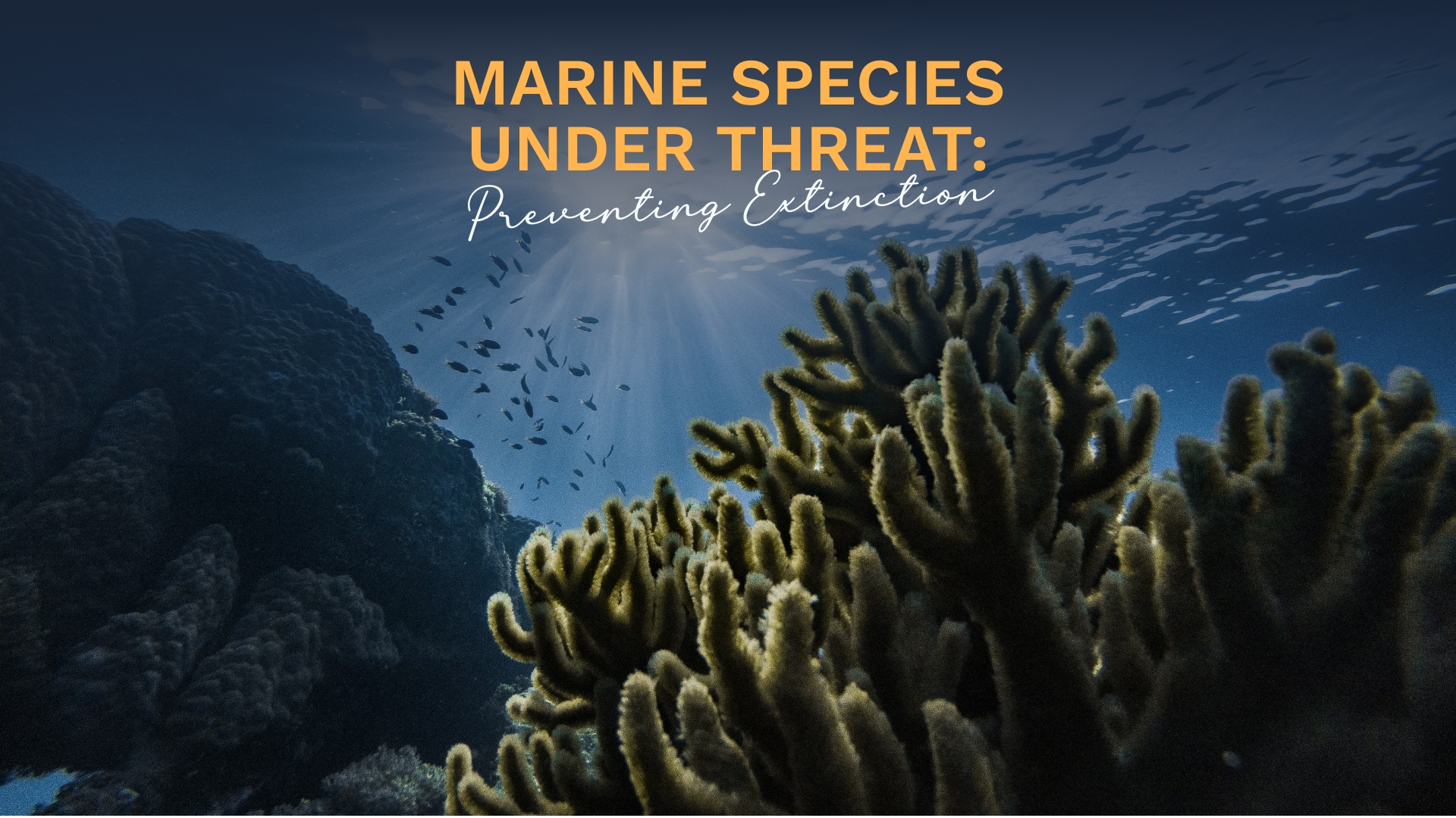 Prime Luxury Rentals - Marine Species Under Threat: Preventing Extinction