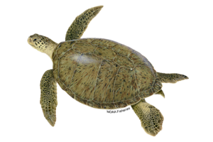 Green Turtle - Chelonia mydas. Marine species under threat