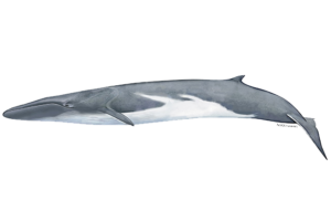 Fin Whale - Balaenoptera physalus. Marine species under threat