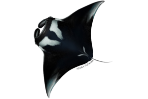 Giant Manta Ray - Mobula birostris. Marine species under threat