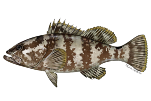 Nassau Grouper - Epinephelus striatus. Marine species under threat