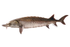 Atlantic Sturgeon - Acipenser oxyrinchus oxyrinchus. Marine species under threat