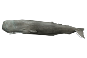 Sperm Whale - Physeter macrocephalus. Marine species under threat